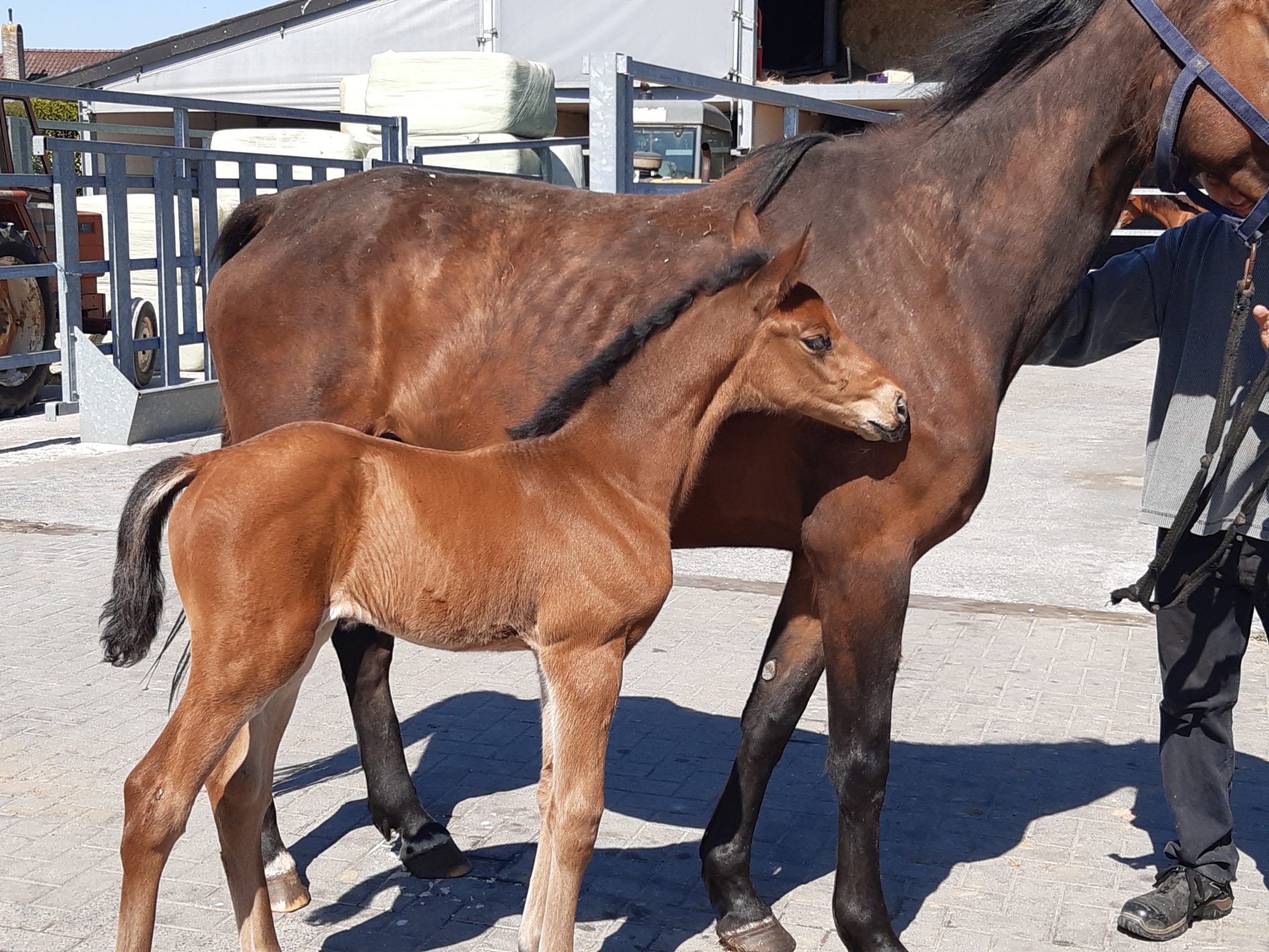 Eldorado x Dallonia de Tiji